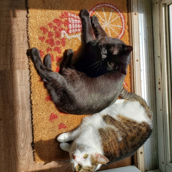 Meet your Posher, Leah - Picture 6 of 6